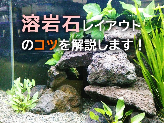 トロピカ 東京アクアガーデン 溶岩石レイアウト のコツをトロピカが解説します 詳しくはこちら T Co Auepf0owwi アクアリウム Aqua Aquarium 水槽 熱帯魚 飼育 淡水 水草 流木 淡水魚 水槽レイアウト Layout レイアウト