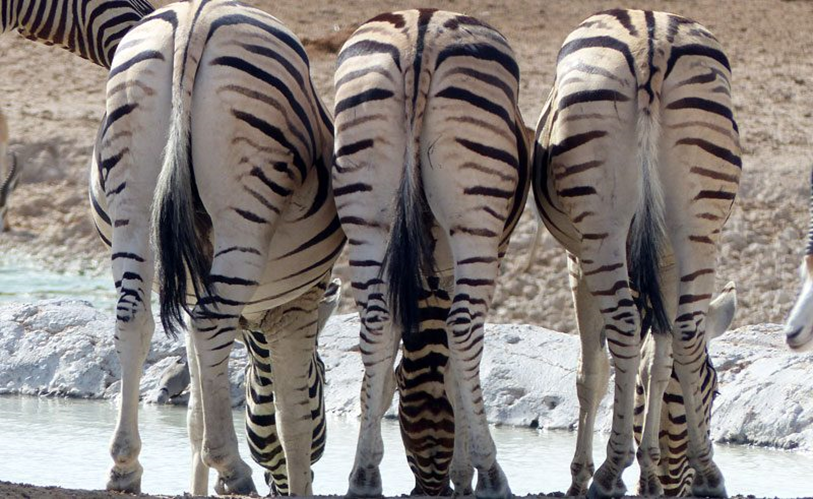 Enricossafaris's tweet photo. Showing beautiful ponytails!

#followme #likeforlike #follow4follow #travel #vacation #puppylove #africa #pure #happiness #naturelover #cute #wildelife #safariwildlife #safaritours #africansafaritours #bestwildlifesafari #dancingmood #namibia #namibiasafaritours #zebras https://t.co/HXYznhTIwB