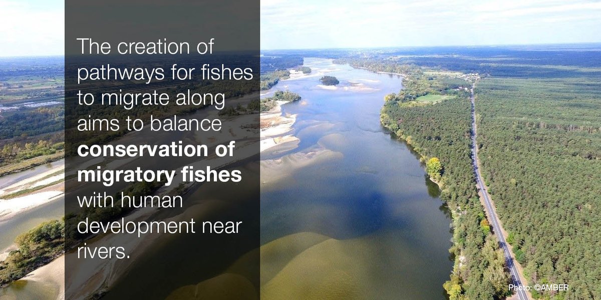 IUCN's tweet image. Scientists will create the first global map of fish migration routes to stem the decline of #MigratoryFish across the world.

Discover the Global Swimways project from IUCN and @fishmigration @unepwcmc @Cambridge_Uni @CCI_Cambridge

ow.ly/RxDv50wzxoo
