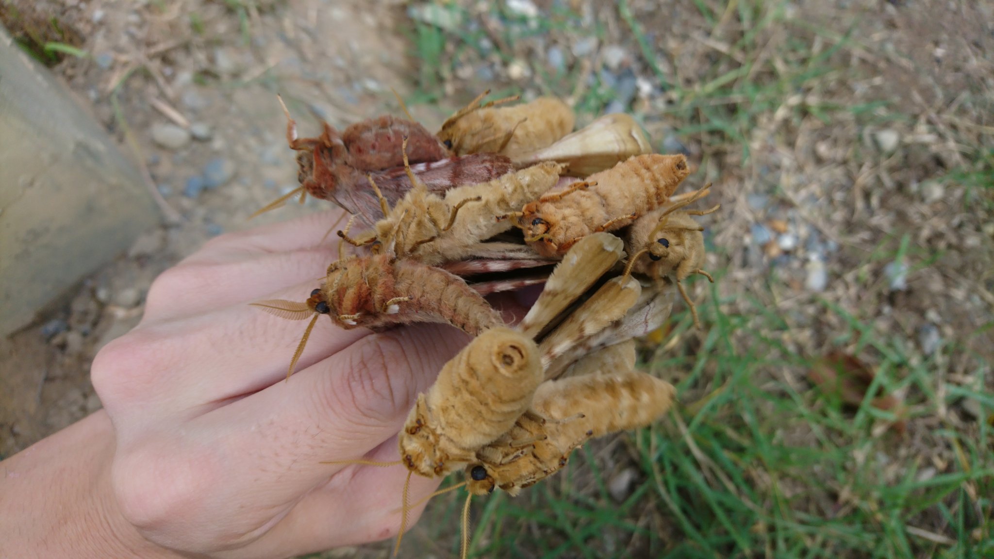 おーちゃん 昆虫採集の神様 クスサン大量発生しとる おーちゃん 昆虫採集の神様 クスサン大量発生しとる