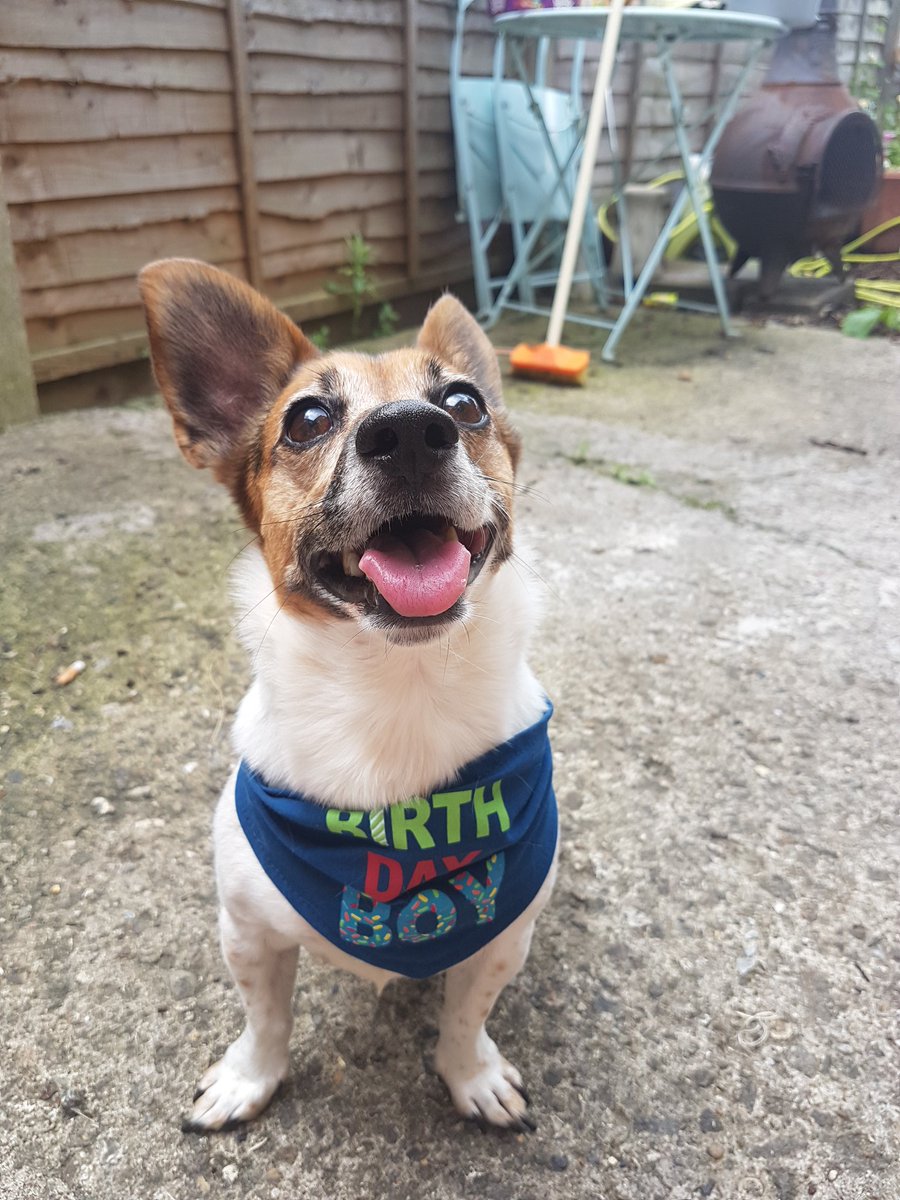 BayleyBerryman's tweet photo. @SamJonesArt Can you do my dog instead? https://t.co/iaDMevOzs5