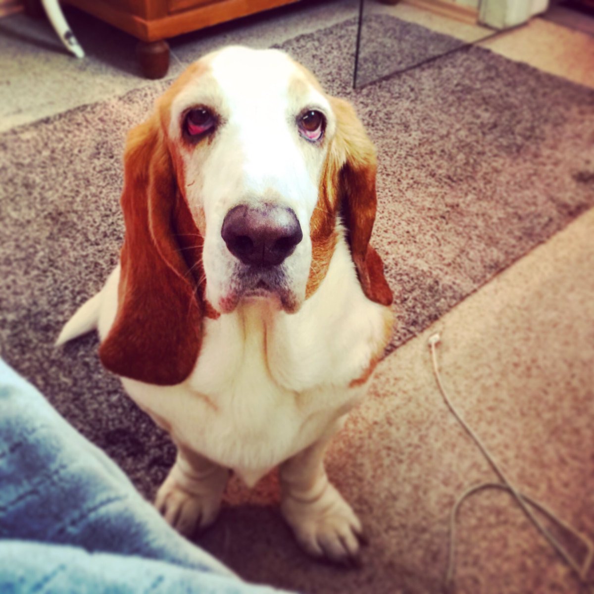 damewilma's tweet photo. Ich schau jetzt einfach sehr lange sehr intensiv, das macht sie mürbe, das macht sie unsicher, dann fällt ihr womöglich was aus der Schnute, das ist dann mein Moment ... 

#bassetismus https://t.co/siGVT39HMx