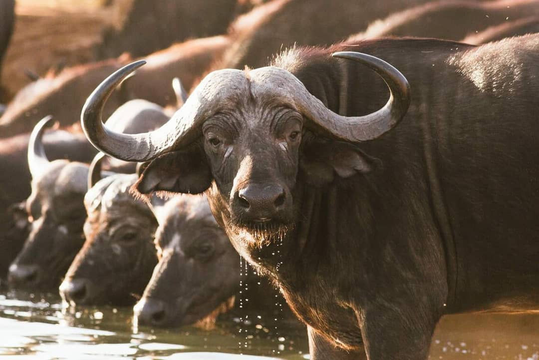 One of the most misunderstood big five animals. The Cape Buffalo is known as the mafia of the Kruger because of its unnerving gaze and daunting demeanour.