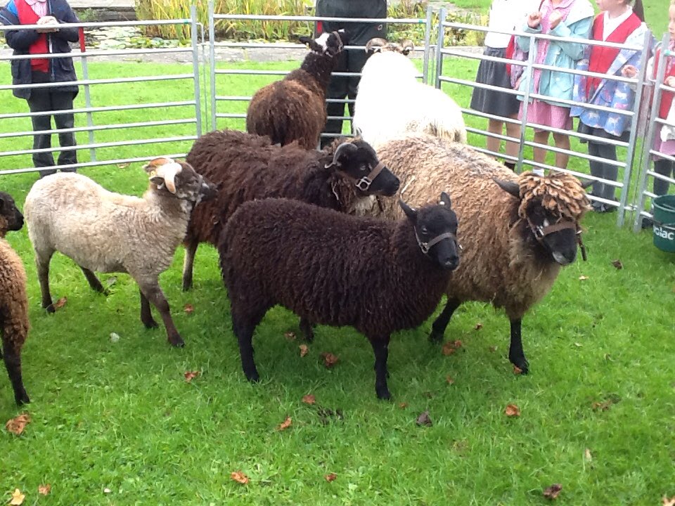YBontFaen's tweet photo. @kennixtonsheep #NationalWoolWeek #Sheep #Community #Learning #YearTwo #SpinningWheel #Wool #Shepherd #FarmingLife #Clothing #History Thank you so much for sharing your knowledge on sheep and wool, we had an amazing time!! @cowbridgelib https://t.co/EUftdeCnDH