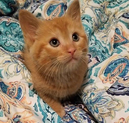 LokiAsshole's tweet photo. #ThrowbackThursday takez meh bak 2 wen i wuz a littl asshole. 

#CatsOfTwitter #Kitten #BackInTheDay https://t.co/BLeg3sKZCk