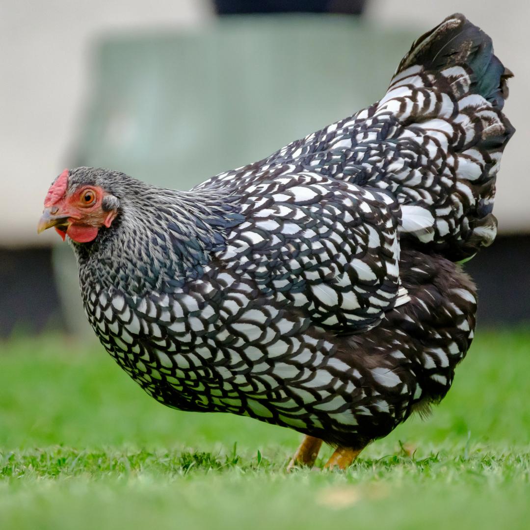 Inspiration comes from many directions. Bantam chickens sparked the design idea for my Bantam rug shown here. Translating their feather patterns into a modern geometric pattern was a fun design challenge.  bit.ly/2pRFJQ6 
#handmaderug #woolrug #interiorstyling #homedecor