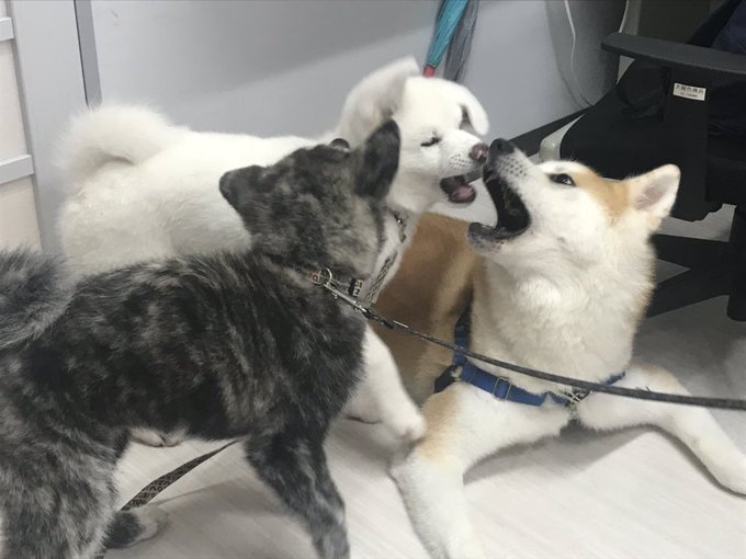 犬同士の遊びのtwitterイラスト検索結果