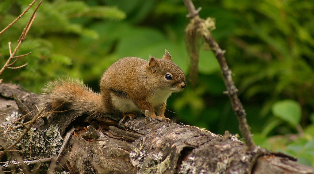 DailySquirrel__'s tweet photo. @bottomdennis🐿 https://t.co/K23QyBGzbl