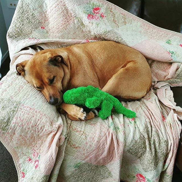 coachalanorr's tweet photo. Birthday girl is all tried ❤ with her new friend https://t.co/j1jDxJM8wb