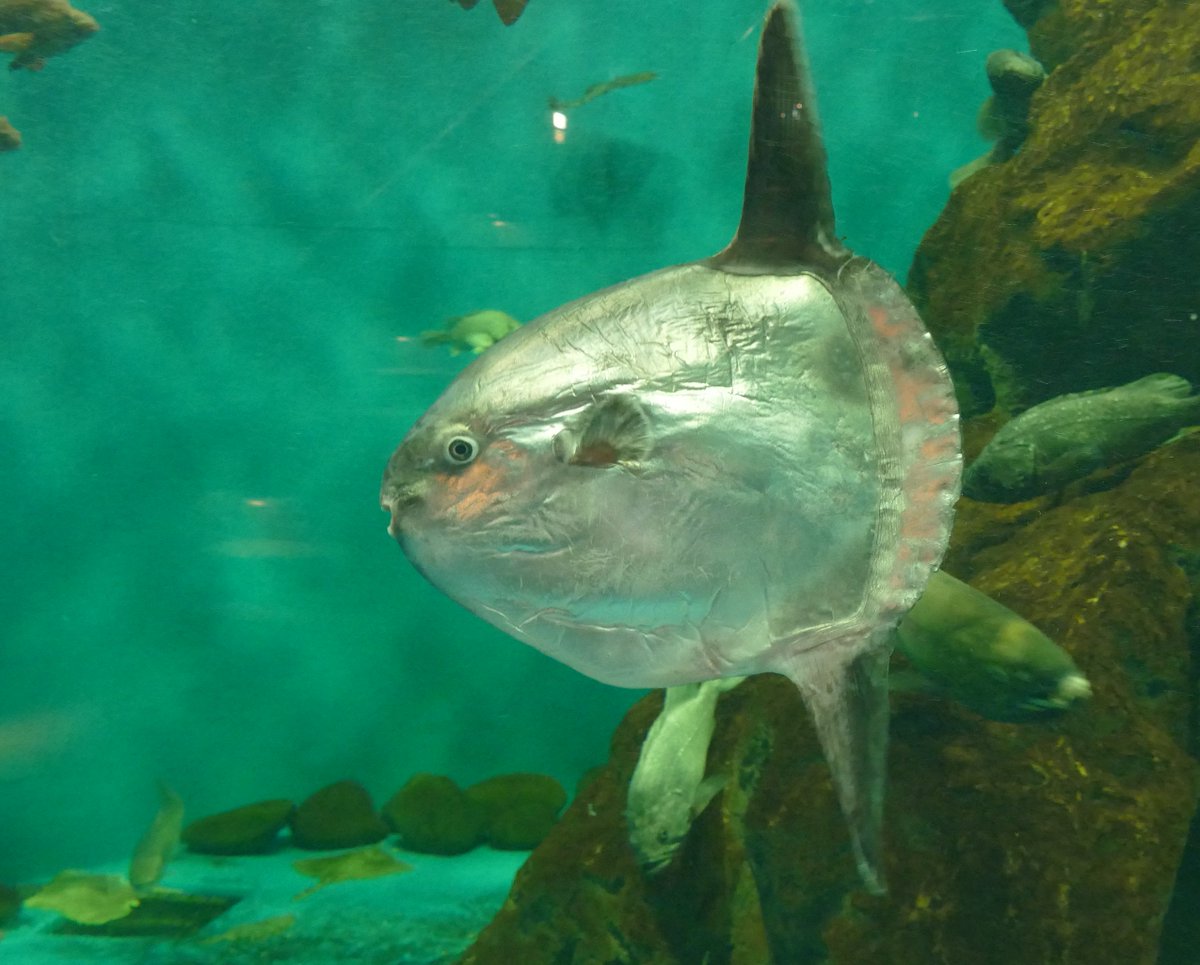 標津サーモン科学館 Shibetsu Salmon Museum ハリセンボンが一番かわいいフグ 僕のいないところで勝手な事言いやがって マンボウの方がかわいい フグ でしょ 体に占める目の割合が小さくても 可愛く見えるし あなたはどちら派 個人的見解です