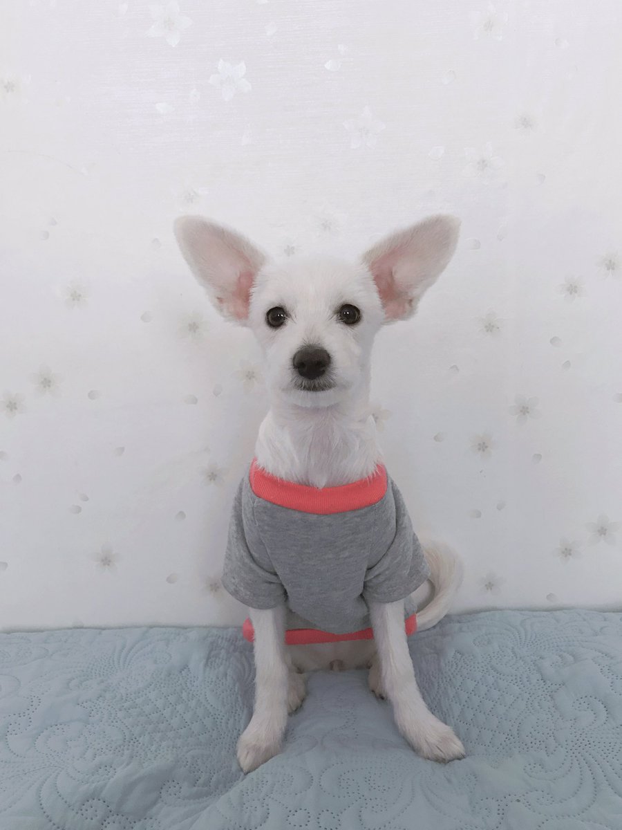 zero9ham's tweet image. #직장인 #일상계 #동물계 #취미계 #트친소
결론적으로 할 수 있는거 다하는 잡계입니다! 많은 분들과 소통하고싶어요! 흔적 남겨주시면 팔로우로 찾아갈게요❣️
종을 알 수 없는 귀여운 3년된 보리라는 이름의 강아지 한마리 키우고있어요! 우리 보리도 이뻐해주세요❣️