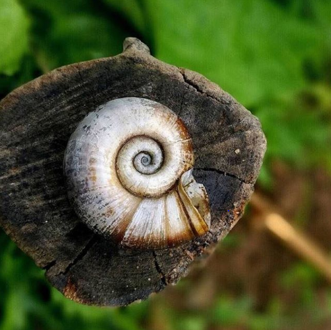 HiHonorIndia's tweet photo. Nature has always been a source of great mystery and even greater inspiration to all mankind. To celebrate #WorldNatureDay, here are a few stunning pictures #ShotOnHONOR.🤩 Share your #HONORMade nature snaps and celebrate #WorldNatureDay with us!😍 #YouDeserveBetter https://t.co/9wmq3UZ8nq
