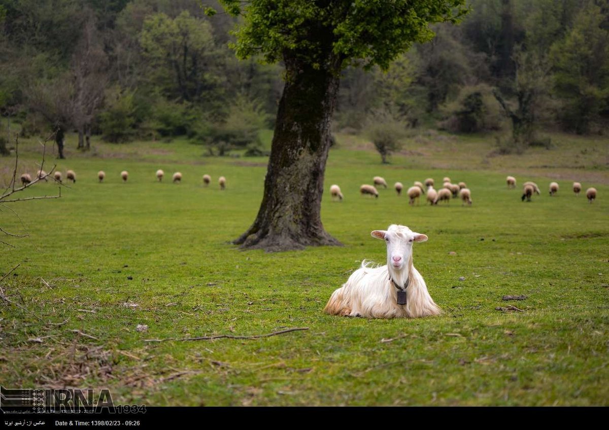 PressTV's tweet photo. #Iran is amazing!
#MustSeeIran #AmazingIran https://t.co/L3uT7R8t93