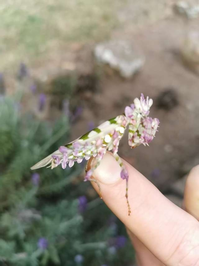 Imagine finding one of these on the lavender in your garden! She is aptly called a 'Flower Mantis'. South Africa.

thedodo.com/in-the-wild/wo… 

Thank you <a href="/LizzieCornish/">LizzieCornish 💛🖤 Adult Human Female/RepealTheGRA</a> for sharing this 💜