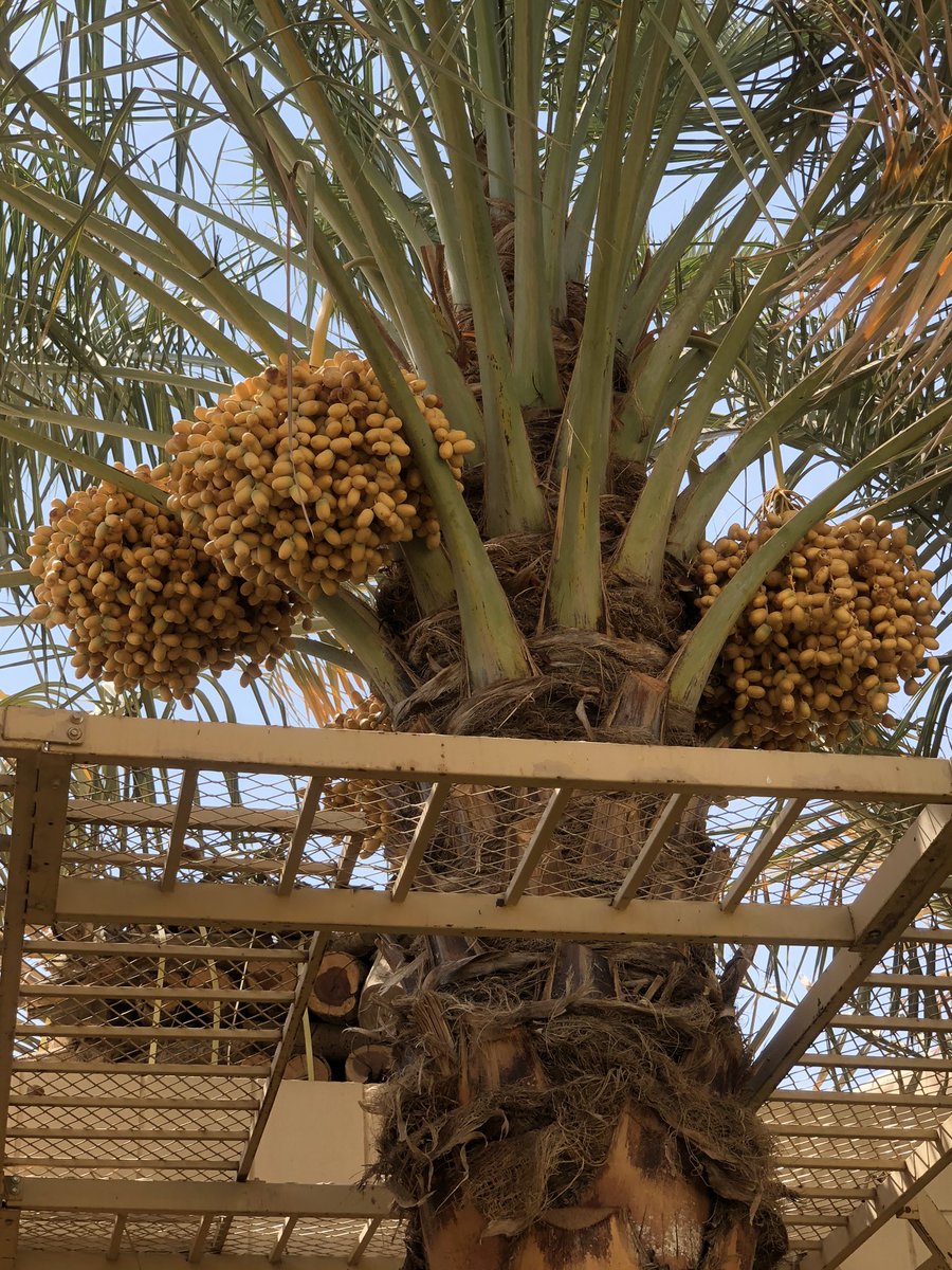 abwkalid's tweet photo. @farm_of_dates @nasseralaboodi @dr_farmer9 مخففه ولا خلينا في النخله الا خمس الحبه ماشاء الله كبر لا تنشد  هل وضع القماش على العذوق  يسرع في ترطيب التمره https://t.co/hYpXpIF53U