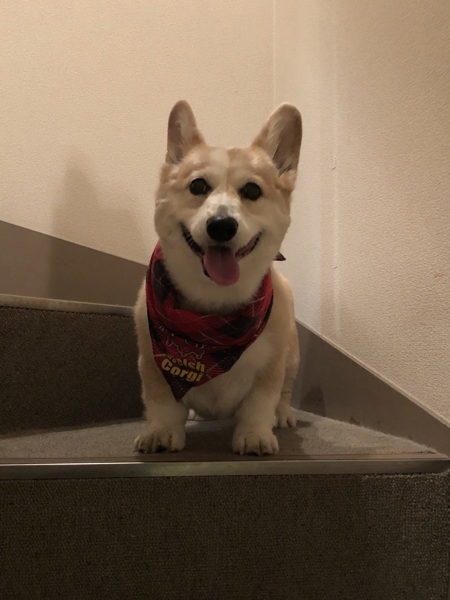 ロイヤルコーギー