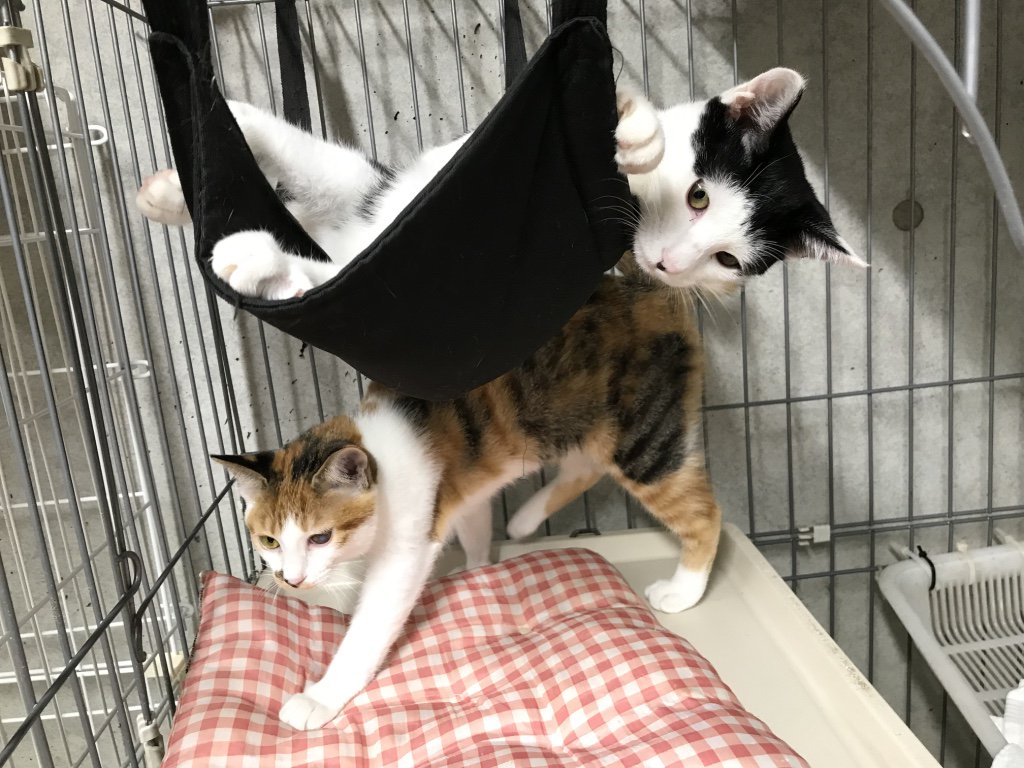 Kyoto Ani Love 京都動物愛護センター 京都動物愛護センター 保護猫 飼い主さん募集中 保護犬猫のことを知って欲しい 本日の猫部屋の様子 いつも仲良く 新しい家族が迎えに来るのを待っている兄妹です 保護犬猫に興味のある方は お気軽に京都