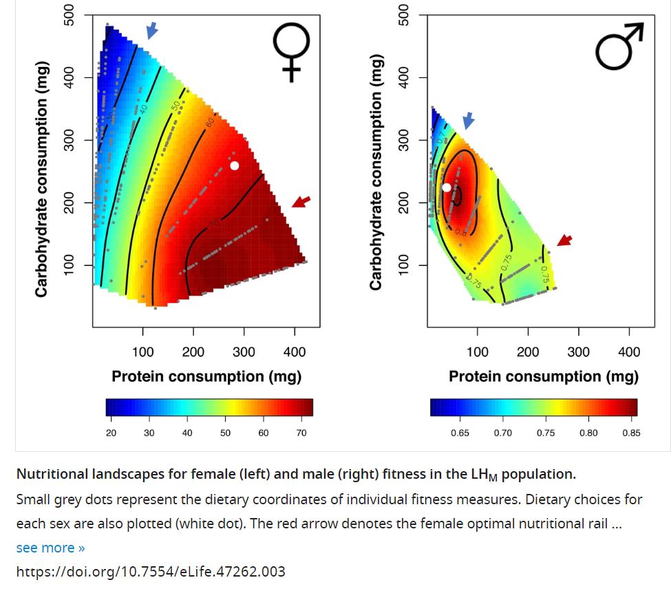MonashBiol's tweet photo. Male and female #Drosophila share core metabolic responses to different nutritional environments, but show opposing patterns of nutrient-dependent reproductive regulation. https://t.co/R5VzrLtYtH @fcamus @mattpiperlab @MaxReuterEvo #MonashFormFunction #MonashGeneticsHealth https://t.co/q3OL7BoYcs