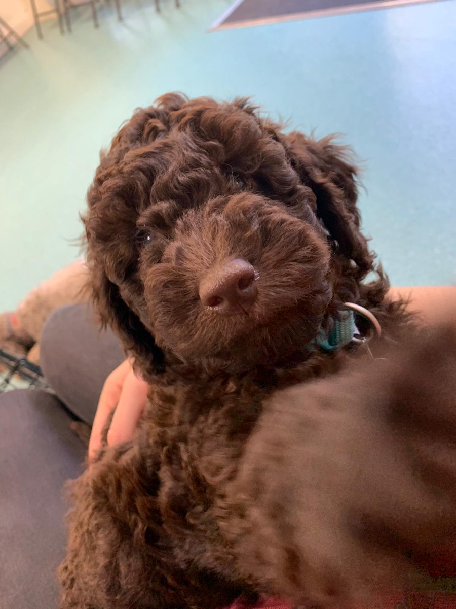 VolTeamHDogs's tweet photo. Possibly the sweetest little face you'll see today😍🐶 10 week old miniature poodle Nico 🐾 #Floof https://t.co/lSingHdJIz