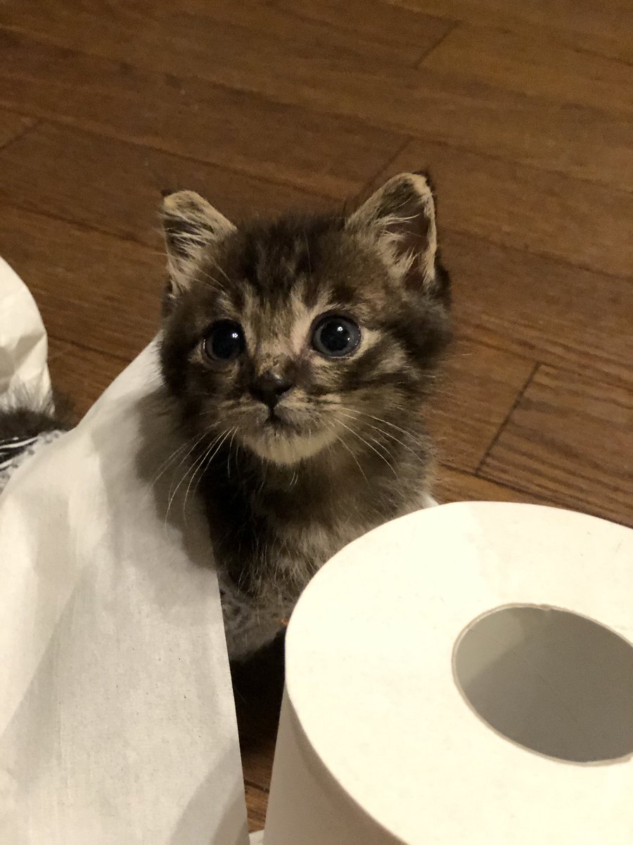 マメ ｋ 正義の為にトイレットペーパーと戦ってくれる 貫太郎 ドヤ顔からのやりきった感 鼻血モンの可愛さ 下半身麻痺猫 障害猫 ハンデキャップ キャット 可愛い子猫 里親募集中 猫が好き