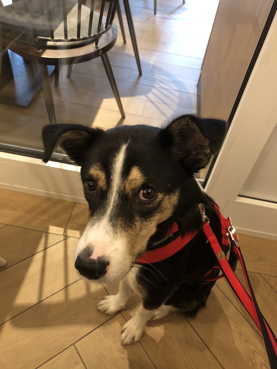 Maxfromthecoast's tweet photo. Und ich habe beim Frühstück wieder mal nix, aber auch gar nix abbekommen! #AdoptDontShop #TwitterRudel #Twogs https://t.co/fnkpwoVpgp