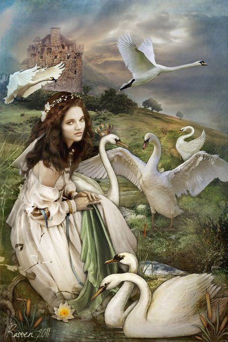 SO many brave Irish females who've been turned into swans: Fionnghuala, daughter of Lir; Caer Irish goddess of dreams & prophecy only human 1 day/yr! Étaín cursed into becoming water, worm, butterfly. Fell into wine, drunk & reborn 1012 yrs later, then swan!  #FolkloreThursday 