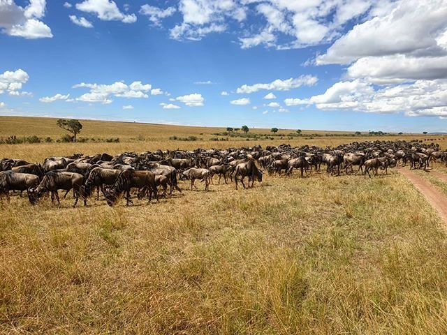 03 October 2019 Live #MigrationUpdate

#GreatWildebeestMigration in #Tanzania heading towards #Kenya.

If you’d like to find out more detail about the Wildebeest Migration - Click the link below 👉  hubs.ly/H0kSQmb0

#serengeti #mararivercrossing #travelphotography