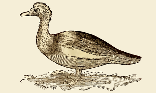 #Anthropozoologica : 🦆 The modern #ontological natures of the Cairina moschata (Linnaeus, 1758) #Duck . Cases from #Peru, the northern hemisphere, and digital communities
By Jorge GAMBOA 
anthropozoologica.com/54/13
#Ontology #ducks #ethnologies #animal #anthropozoology