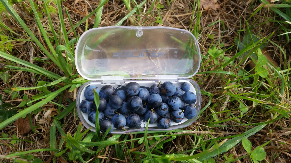 Damsonplums's tweet photo. For me #Autumn starts when #GooseFair opens in #Nottingham (1st Thursday in October - ah, #mushypeas #cocksonsticks !) and I pick my first #sloes of the year down the lane (any receptacle will do...) #foraging #hedgerow https://t.co/XTEeSzgLC4