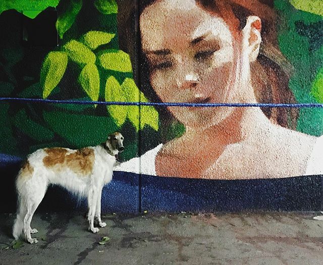 Ingentinget's tweet photo. Koira is checking out the brand new local mural painting 🖼👌 #koira #borzoi #sighthound #ältacentrum #woofandwalls https://t.co/YkYNjfcysg https://t.co/TOwQ2s7qZK