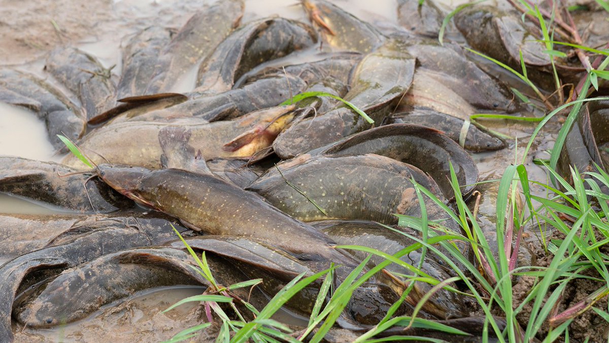 Kitchen_foods's tweet photo. Yummy Cooking Clarias macrocephalus - Fried Curry Fish
Watch Full Video here: https://t.co/E2abaToQgr
#Cooking #Food #Recipe #Fried #KitchenFoods https://t.co/7X0eRXyGdq