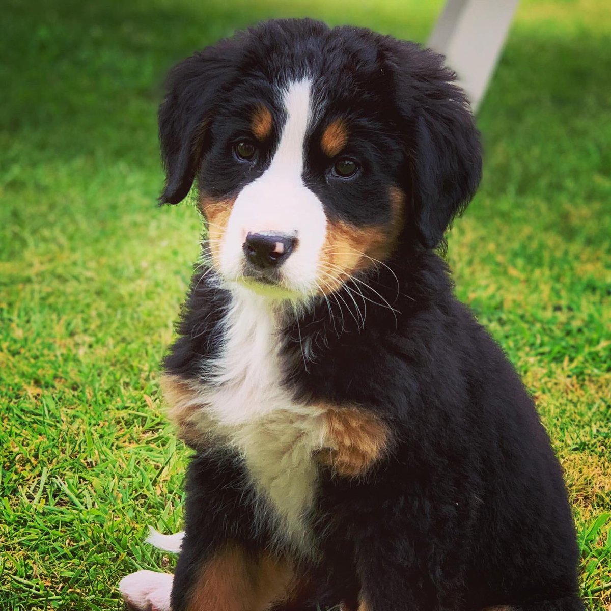 jrt_writing's tweet photo. My 7 month old puppy Brucey has recently been diagnosed with hip dysplasia, which in a very short period of time will leave him not being able to walk at all, so the poor pup needs a double hip replacement.

#SaveBruce #doglovers #bernesemountaindog 

https://t.co/8JWjh7nGRP https://t.co/7xaqyOyChS