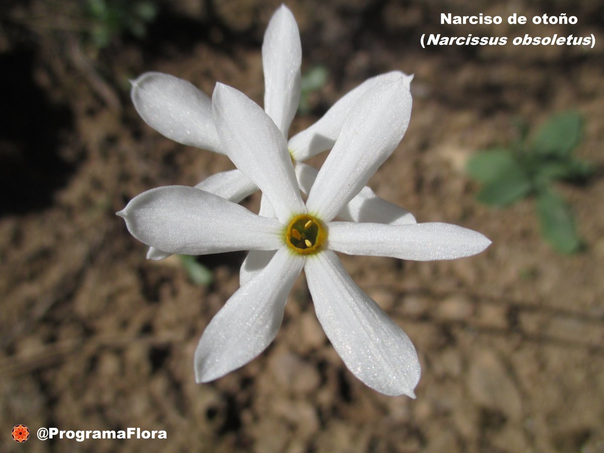 ProgramaFlora's tweet photo. El narciso de otoño (Narcissus obsoletus) florece entre septiembre y noviembre, dependiendo de las lluvias. Se distribuye en el sur y este de la península ibérica y Baleares. En la Región aparece en la franja litoral oriental, sierras prelitorales y llega hasta @SierraEspunaPR https://t.co/zqmYH6uMdQ