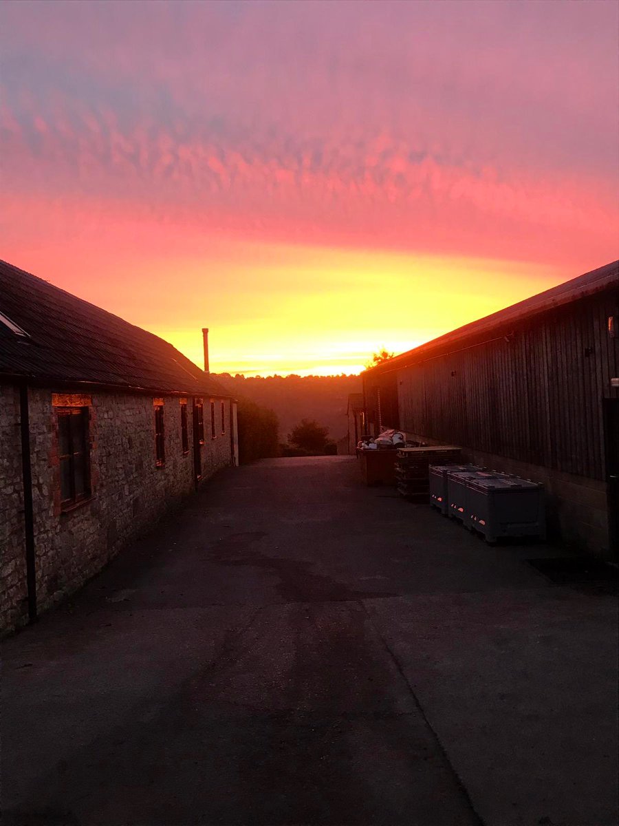 Another beautiful morning <a href="/WoodchesterVV/">Woodchester Valley</a> today. <a href="/Jmount7/">jeremy mount</a> was up super early getting everything ready in the winery, for the arrival of some #Bacchus 
#woodchestervv #Cotswolds #cotswoldlife #englishwine