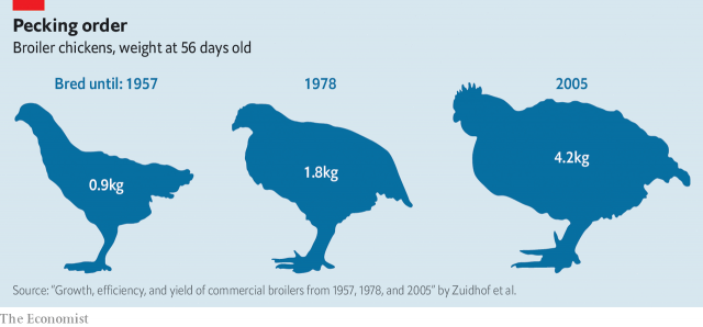 In 1957 56-days-old chickens weighed less than a kilogram. Their current counterparts weigh more than four times that econ.st/2nI2Gsc