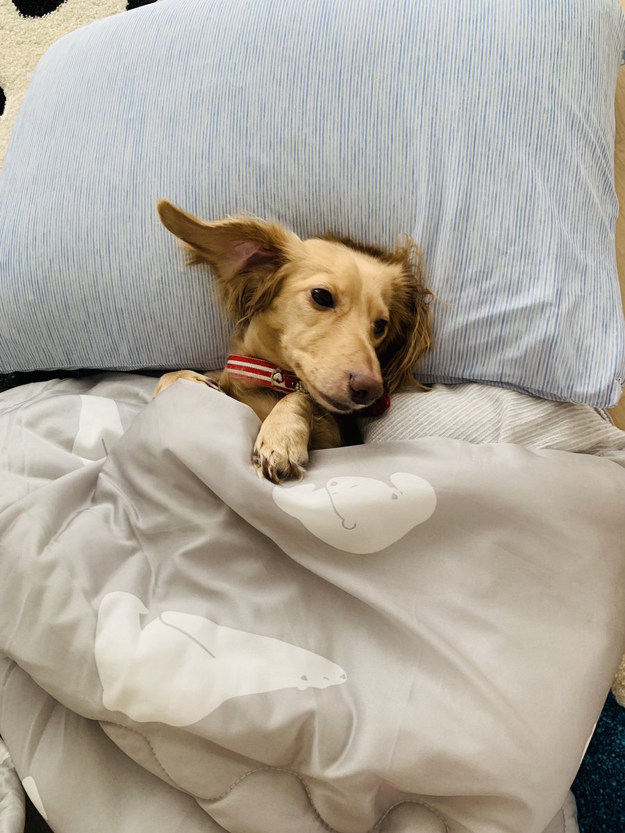 犬家族 犬家族