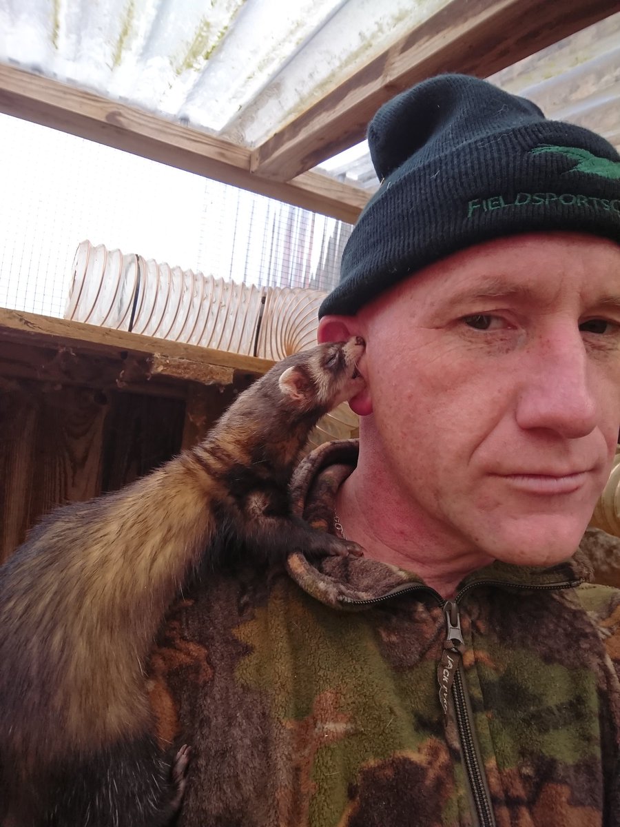 When you are at one with your ferrets, total trust 👍 #pestcontrol #ferrets #ferretsoftwitter