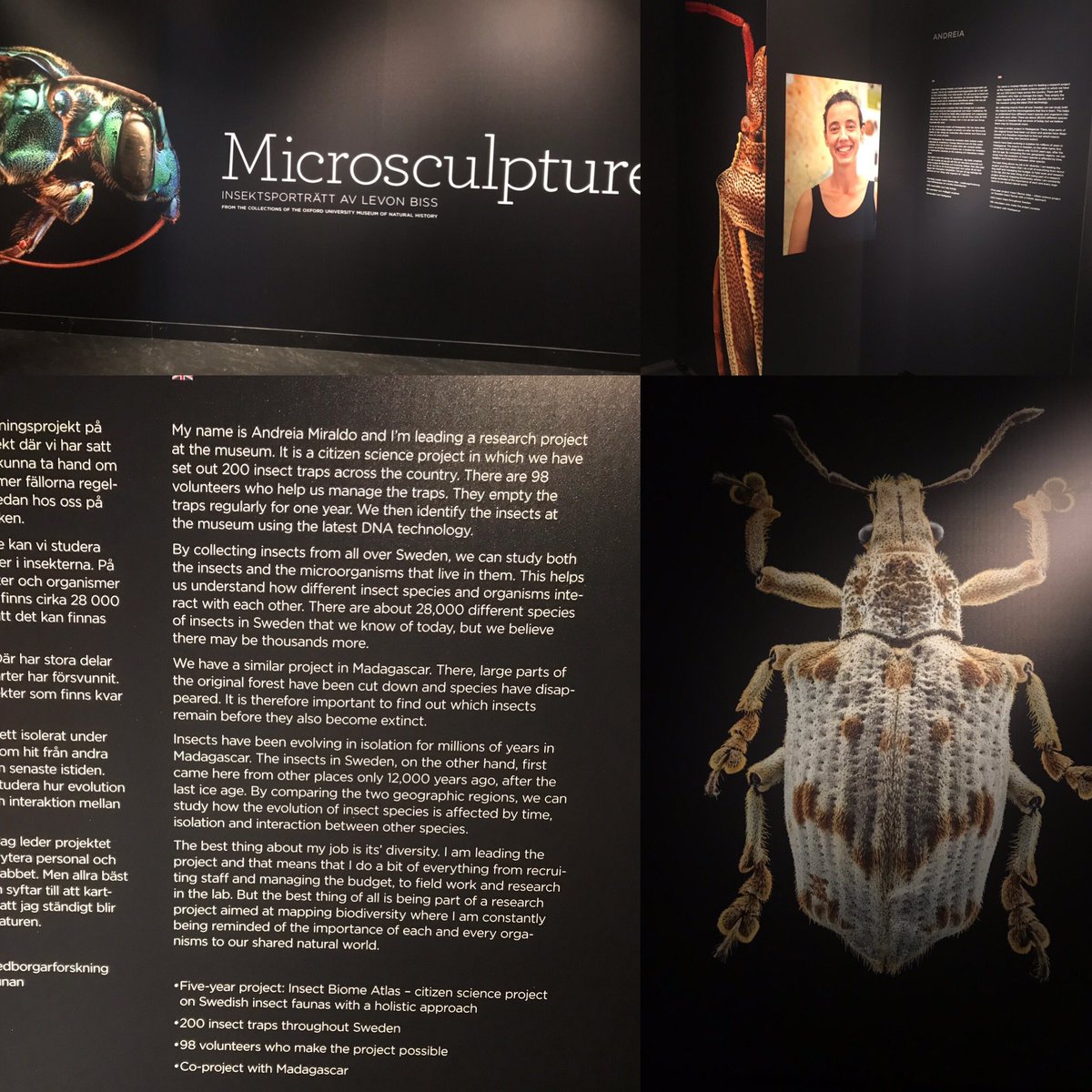 The Insect Biome Atlas is being showcased at the Swedish Natural History Museum Microsculpture exhibition by Levon Biss! What an honor!