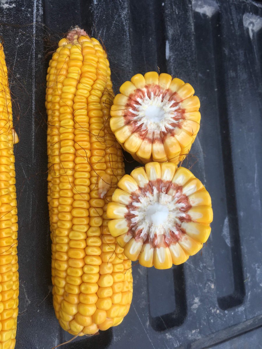 Mercier Martin (@merciermartin1) on Twitter photo maïs CROPLAN 3909 SS de @WinFieldCanada les photos se passent de mots!!!🤩WoW🤩. Une fertilisation <a href="/agrocentre/">Agrocentre</a> 👌🏻😎 désherbage et contrôle maladies foliaires avec <a href="/BonjourSyngenta/">Bonjour Syngenta</a> donne tout simplement un WoW 😲. J❤️ participer au succès des producteurs d’ici. Le monsieur est 😁 maïs CROPLAN 3909 SS de @WinFieldCanada les photos se passent de mots!!!🤩WoW🤩. Une fertilisation <a href="/agrocentre/">Agrocentre</a> 👌🏻😎 désherbage et contrôle maladies foliaires avec <a href="/BonjourSyngenta/">Bonjour Syngenta</a> donne tout simplement un WoW 😲. J❤️ participer au succès des producteurs d’ici. Le monsieur est 😁