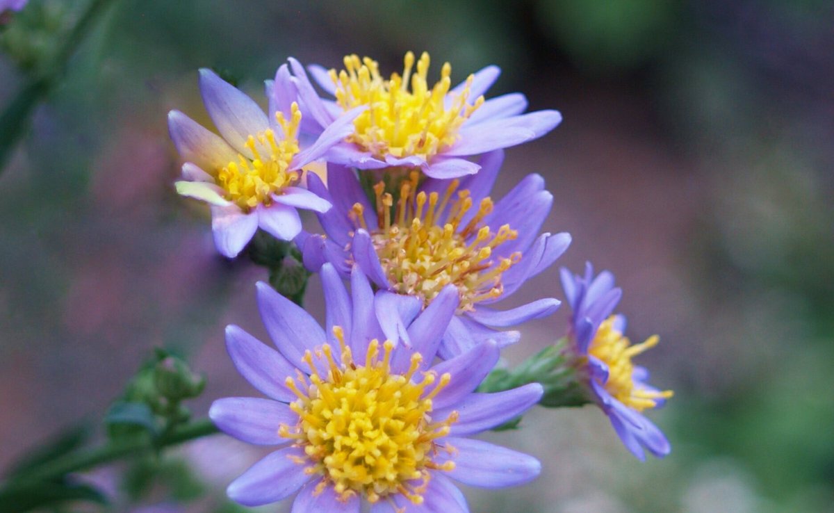 花 على تويتر 我々が追い出されずに済む 唯一の楽園は 思い出 である ジャン パウル ドイツの小説家 1763年 15年 今日の誕生花 シオン 紫苑 花言葉 思い出 8時 ﾅｴ