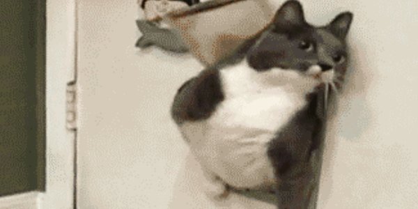 lesjoiesducode's tweet photo. Quand je reviens au bureau après un buffet à volonté https://t.co/ccMUsXWXKu #lesjoiesducode https://t.co/gACSaqf775