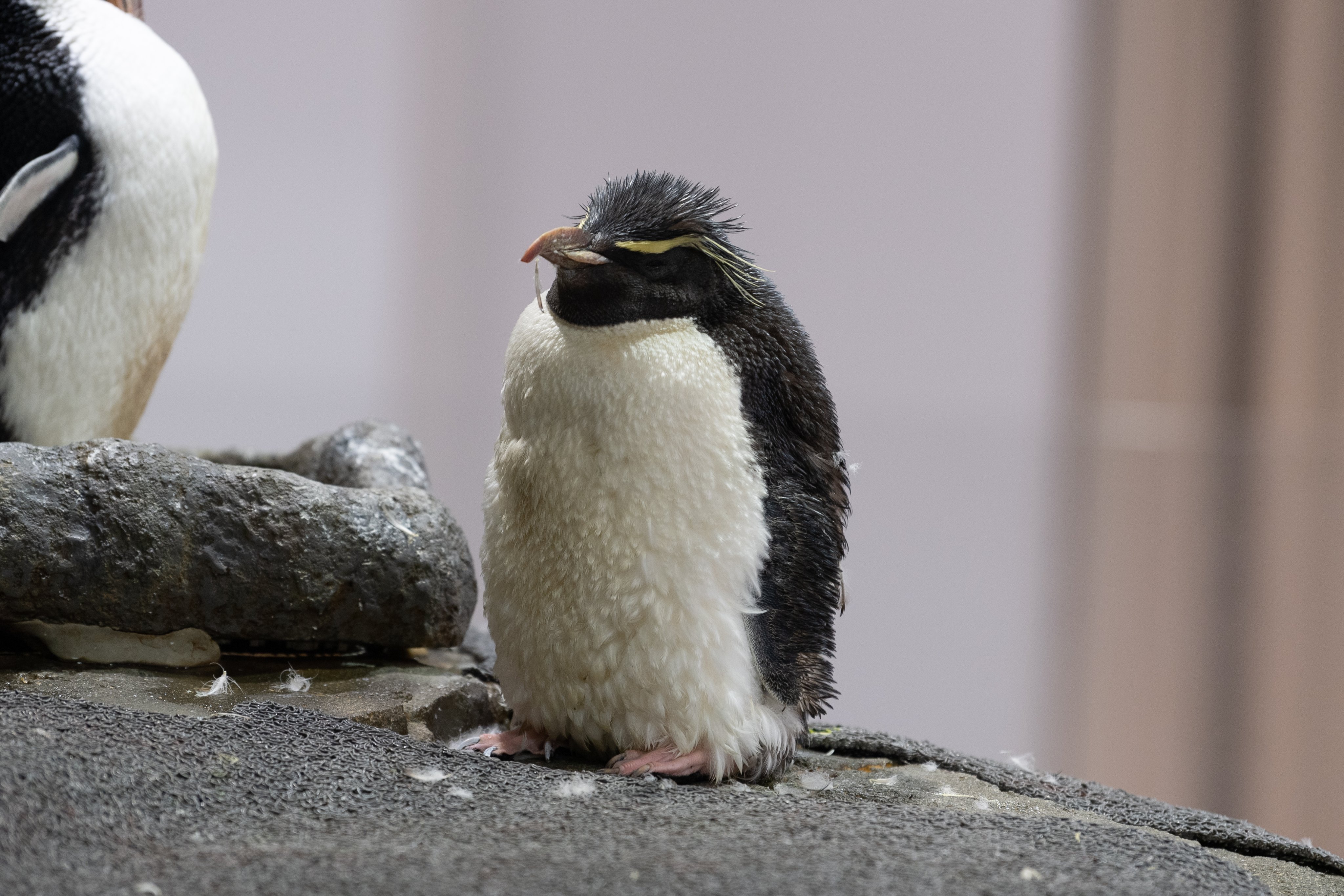 イワトビ ペンギン 本物 剥製 身長39cm - メルカリ