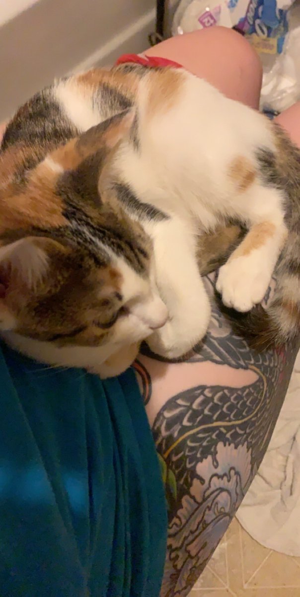 ghostxfeet's tweet photo. I wonder what it’s like to use the bathroom without a cat jumping into your lap 🤨
#calicobaby #CatsOfTwitter #babynoodlefleabottom https://t.co/R11XSa1oHt