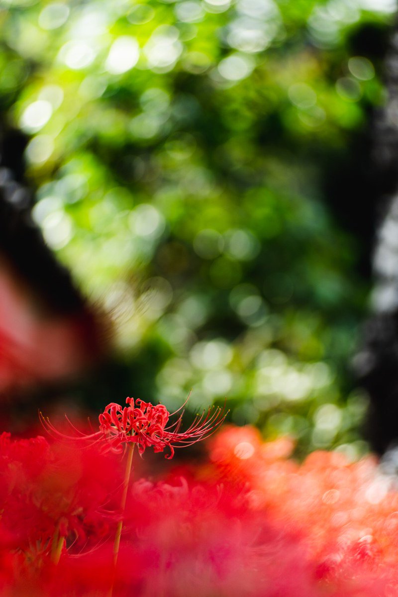 tetsuya_sugiyam's tweet photo. ①③ TAMRON SP 500mm F8
② TAIR-11 133mm F2.8
④ Nikon AI AF DC-Nikkor 135mm F2D
2019年撮影
#実は花好き #インスタも見てね #曼珠沙華 #彼岸花 #矢勝川 #MacroP #ボケフォト #オールドレンズ https://t.co/1aZHcUuKrx