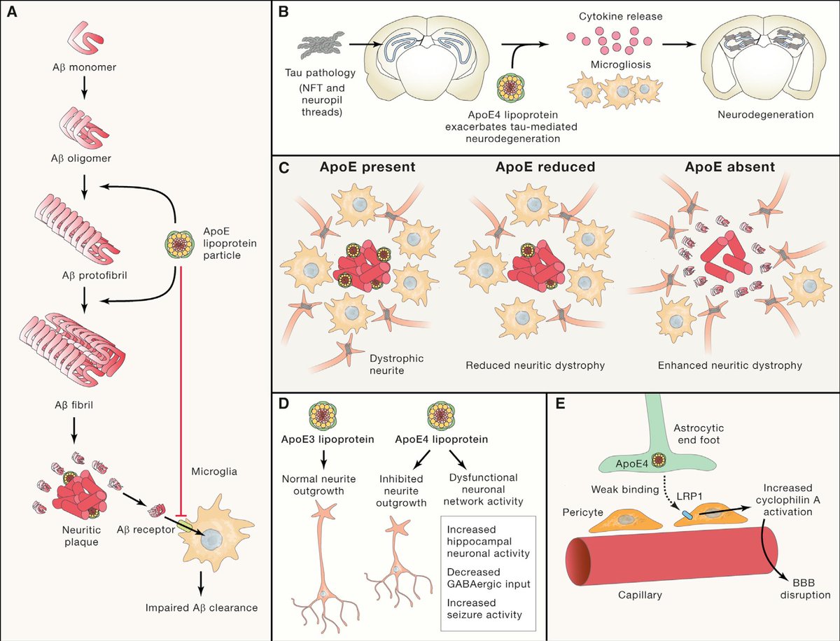 "It is now more important than ever to also pursue non-amyloid-based therapies."  
From a tour de force, up to the moment review of #Alzheimers by Long and Holtzman <a href="/WUSTLmed/">Test Account</a> 
<a href="/CellCellPress/">Cell</a> cell.com/cell/fulltext/… <a href="/CellPressNews/">Cell Press</a>