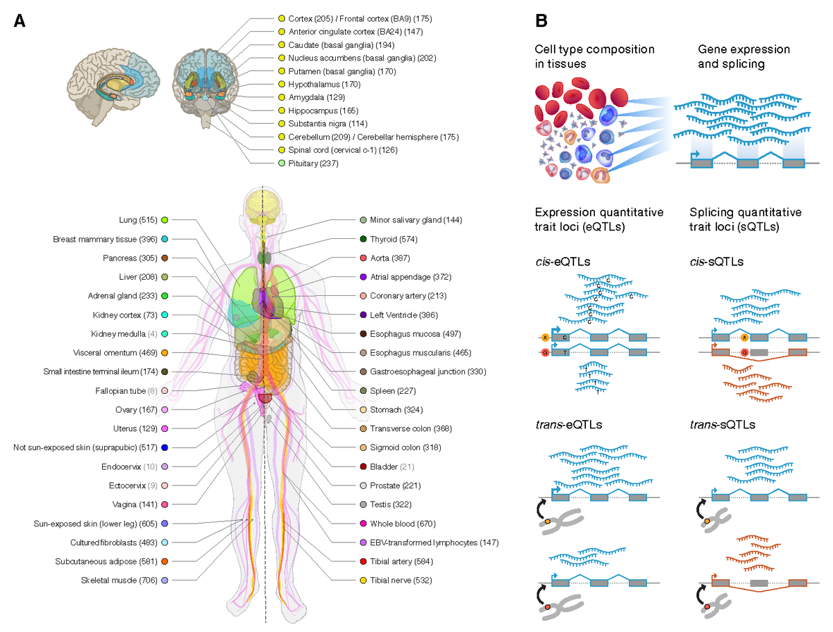 I am thrilled to share with you the preprint of the final GTEx Consortium main paper:  biorxiv.org/content/early/…