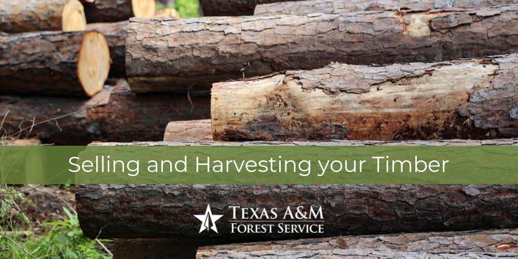 TXForestService's tweet photo. A timber sale requires careful consideration. #TimberTheft is on the rise, so stay informed and make careful decisions. Visit https://t.co/a4rzU2GCce to learn more about the process and https://t.co/zhBkWnwZF1 to learn how to prevent and report theft on your property. #txforest https://t.co/Y3ygGU4Iyb