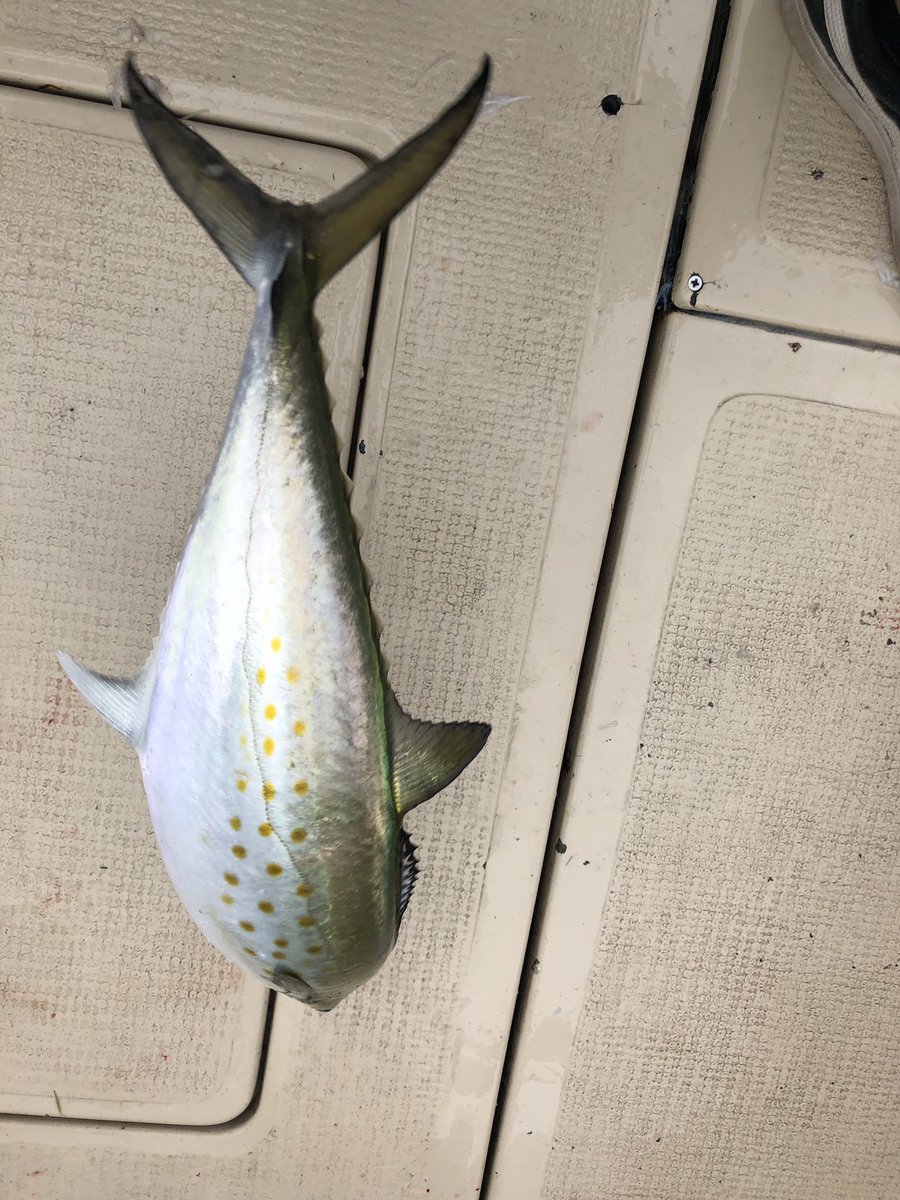 fazli12345's tweet photo. #Hello #Spanish #Mackerel #SpanishMackerel 
#Masallah #MaashAllah sana #Kolyos #Kolyoz https://t.co/qGq4Zm7YeH