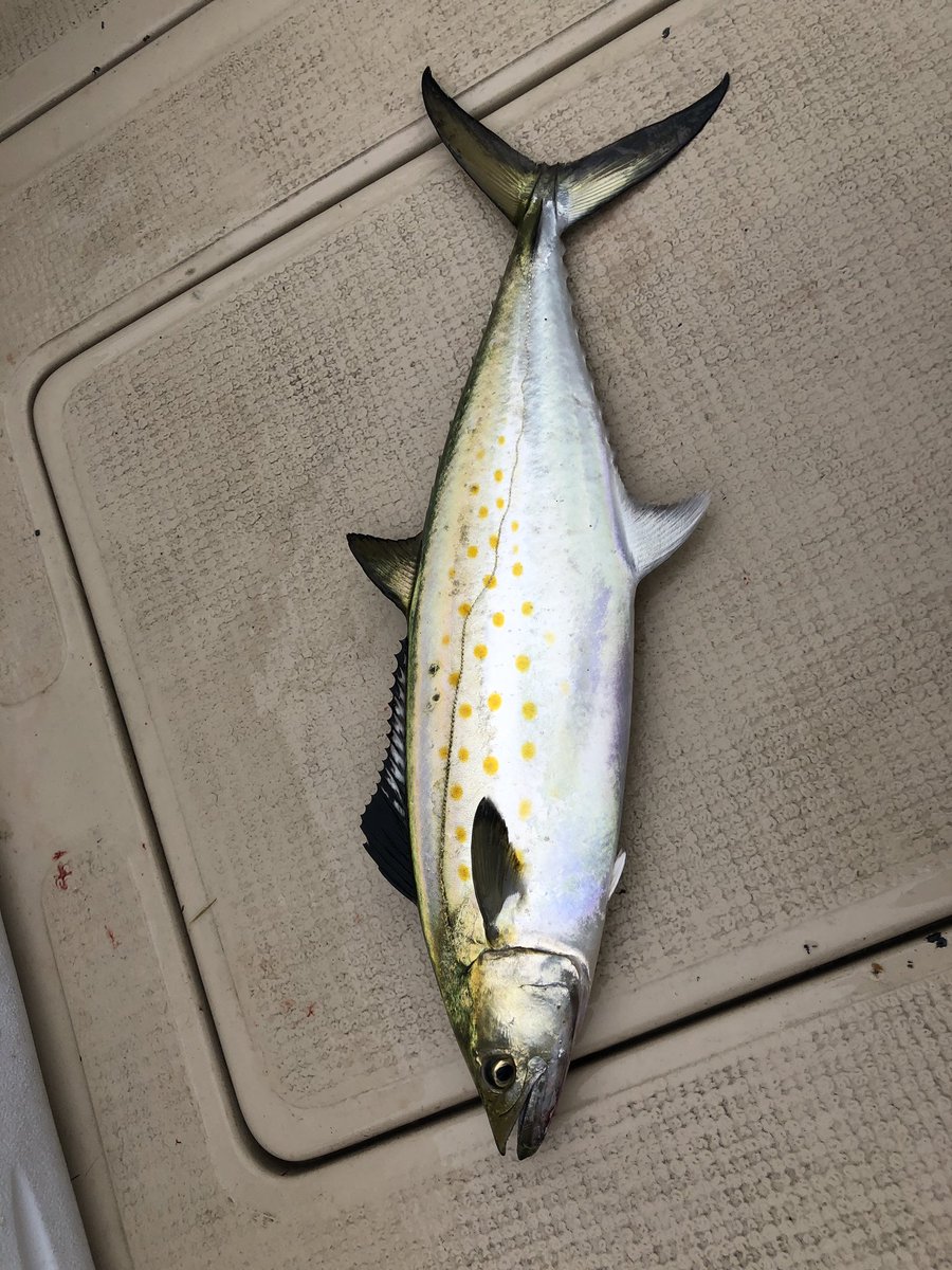 fazli12345's tweet photo. #Hello #Spanish #Mackerel #SpanishMackerel 
#Masallah #MaashAllah sana #Kolyos #Kolyoz https://t.co/qGq4Zm7YeH