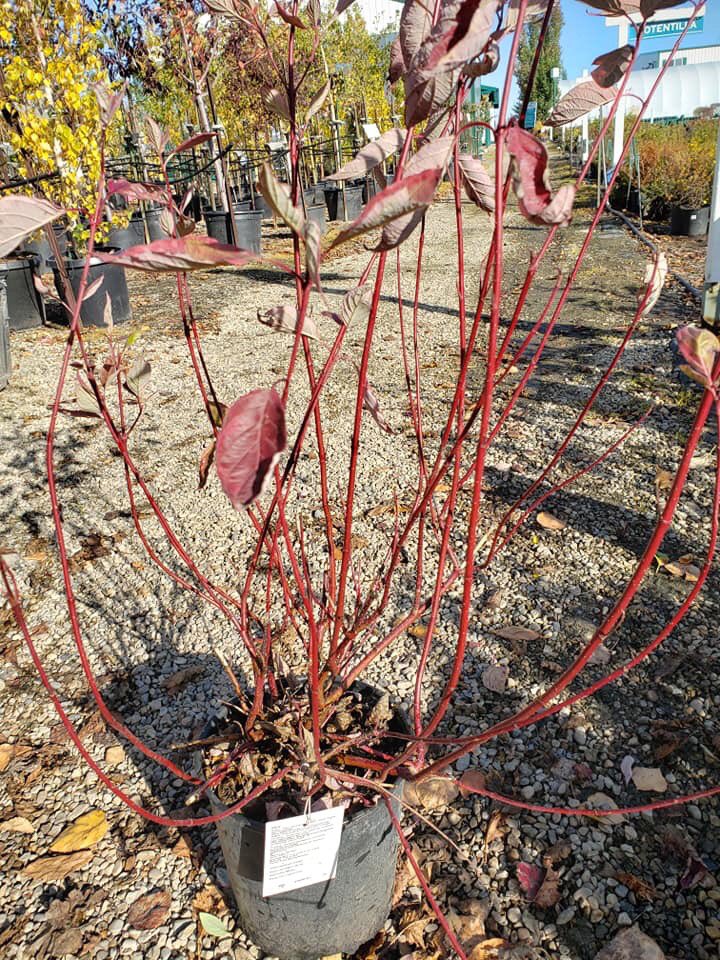 CheyenneTree's tweet photo. This is perfect planting weather. Its going to be a great weekend for yard work.  Even though the plants are losing their leaves, they are just going to sleep for the winter, but they are very much alive. Be sure to water your plants! https://t.co/SIYbSBAIcZ